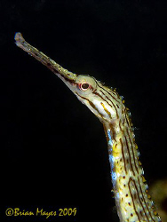 "Up periscope", Schultz's Pipefish (Corythoichthys schult... by Brian Mayes 